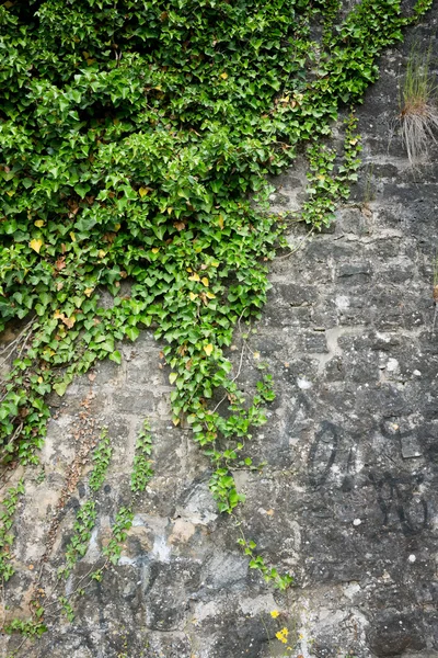 Taştan bir duvar üzerinde yeşil sarmaşık — Stok fotoğraf