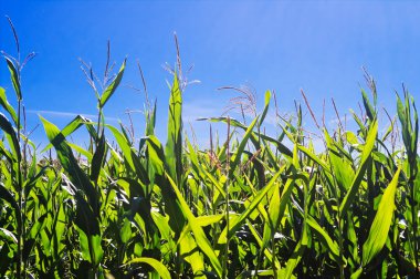 Mısır alanını kapat