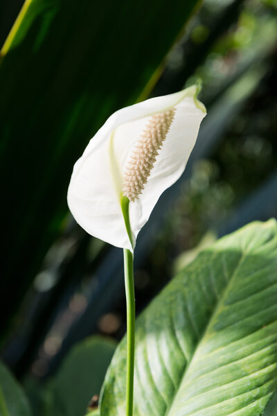 White flower of a Peace Lily