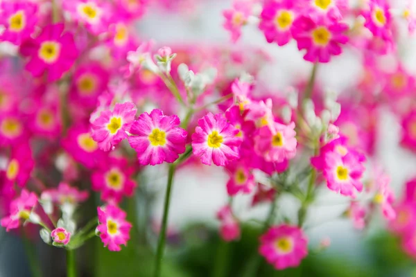 Pink flowers close up — Stock Photo, Image