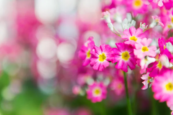 Pink flowers close up — Stock Photo, Image