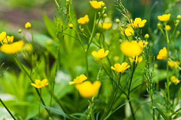 Florecientes flores en primavera — Foto de Stock