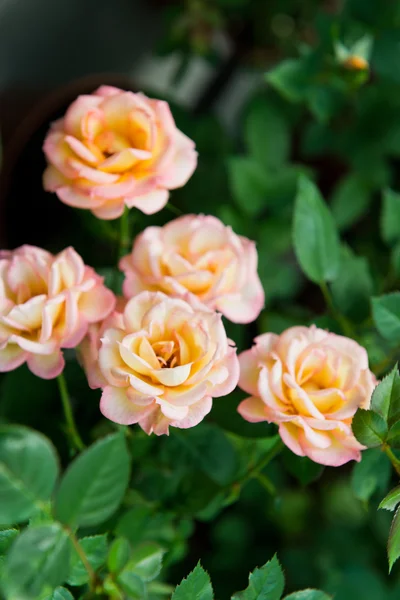 Bloeiende rozenstruik — Stockfoto