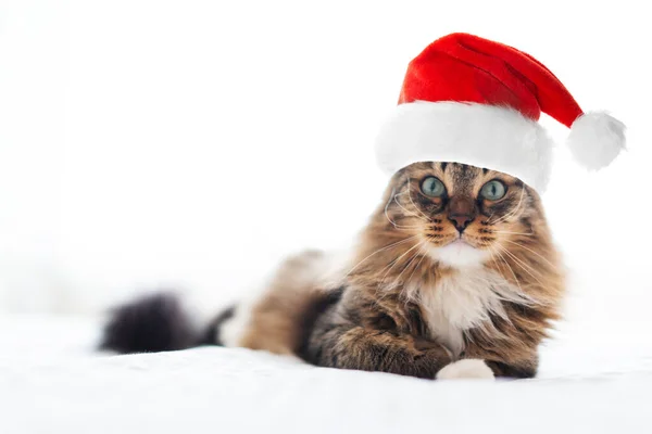 Vánoční Kočka Červené Santa Claus — Stock fotografie