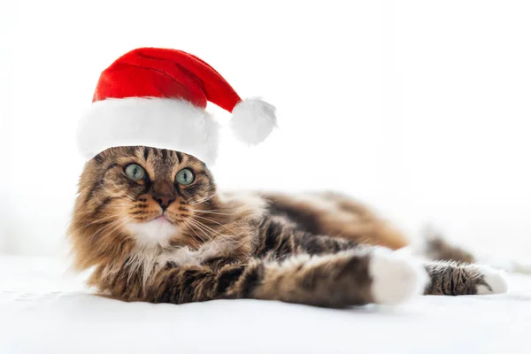 Vánoční Kočka Červené Santa Claus — Stock fotografie