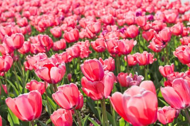 bahar zamanı alanında laleler