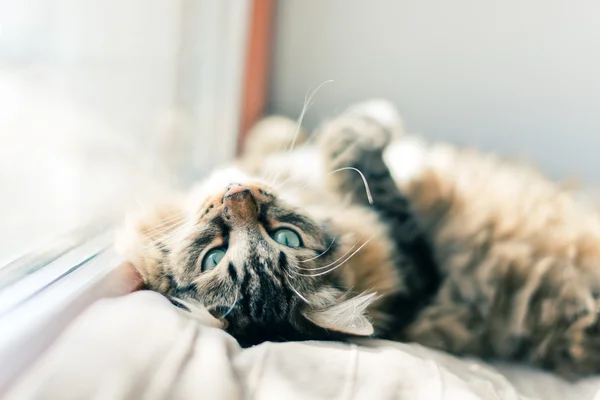 Grijze kat liggend op bed — Stockfoto