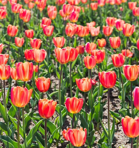 Campo de tulipas na primavera — Fotografia de Stock