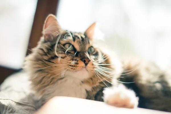 Grijze kat liggend op bed — Stockfoto