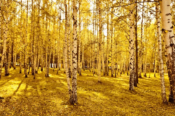 Birkenwald mit langen Schatten — Stockfoto