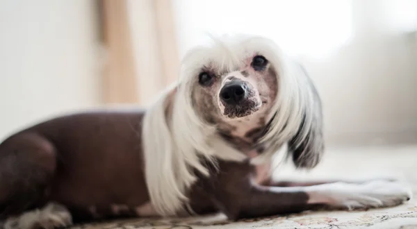 中国冠毛犬狗躺在 — 图库照片