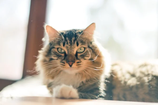 Gato cinzento deitado na cama — Fotografia de Stock