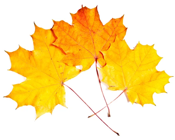 Leaves maple — Stock Photo, Image