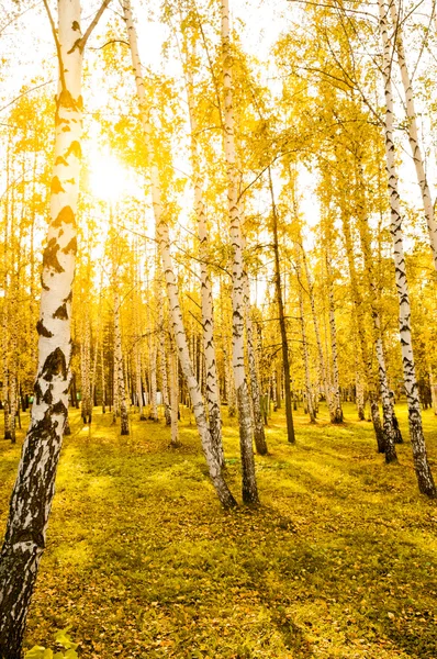 Björkskog med långa skuggor — Stockfoto