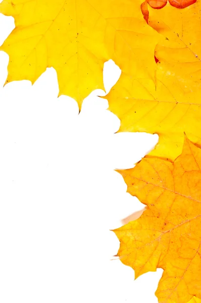 Autumn frame — Stock Photo, Image