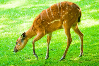 Batı Hayvanat Bahçesi