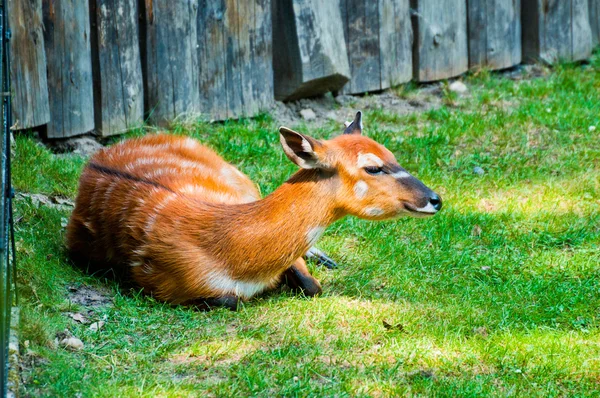 在动物园里的 sitatunga — 图库照片