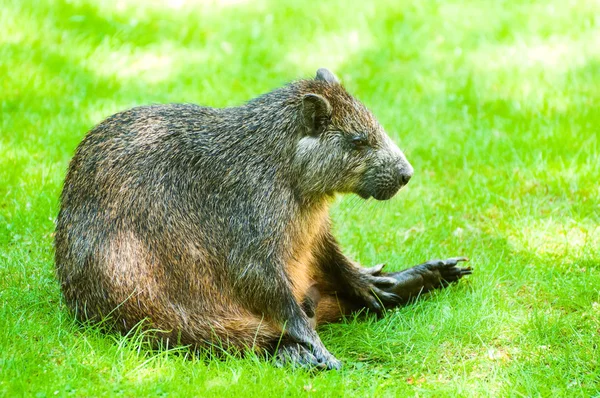 鼬的 hutia 动物园里 — 图库照片