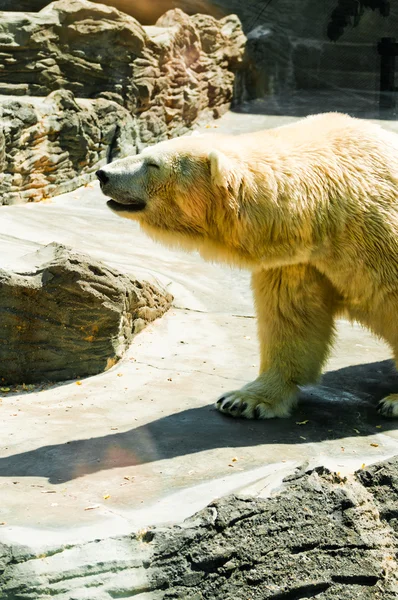 흰 곰 — 스톡 사진