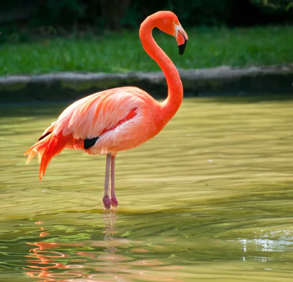 Lindo Flamingo — Fotografia de Stock