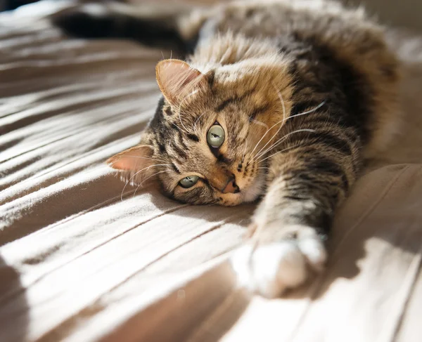 Gato gris — Foto de Stock