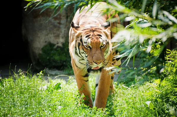 Malayan τίγρη — Φωτογραφία Αρχείου