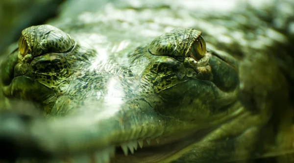 Olhos de crocodilo — Fotografia de Stock