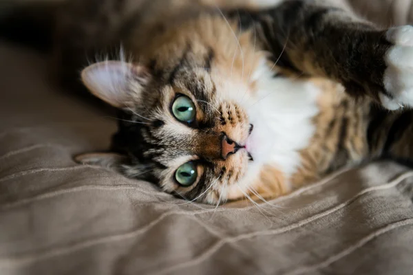 Gato gris — Foto de Stock