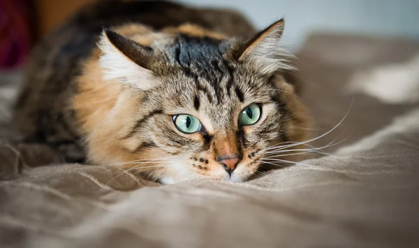 おびえた猫 — ストック写真