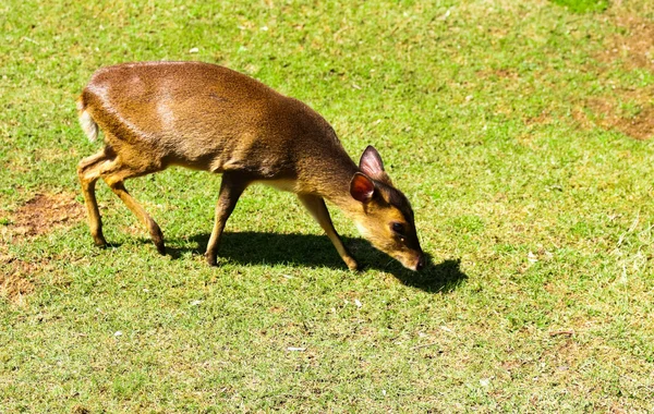 Reeves' Muntjac — Stock Photo, Image