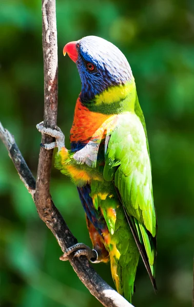 Duha lorikeet — Stock fotografie