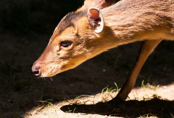 Reeves' muntjacký — Stock fotografie