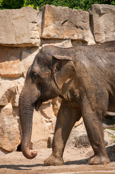 Elefante em pé — Fotografia de Stock