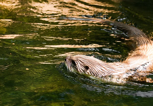 Europese otter in dierentuin — Stockfoto
