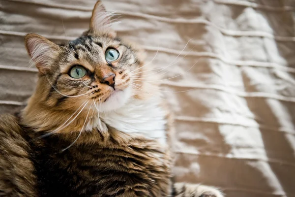 Gato gris — Foto de Stock