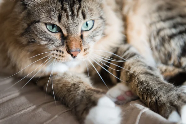 Grijze kat — Stockfoto