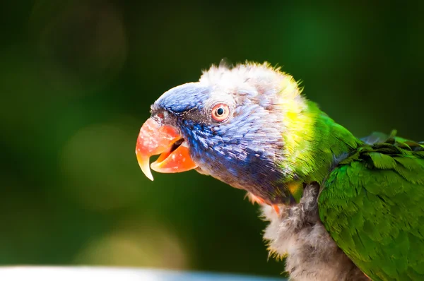 Lorikeet Радуга — стокове фото