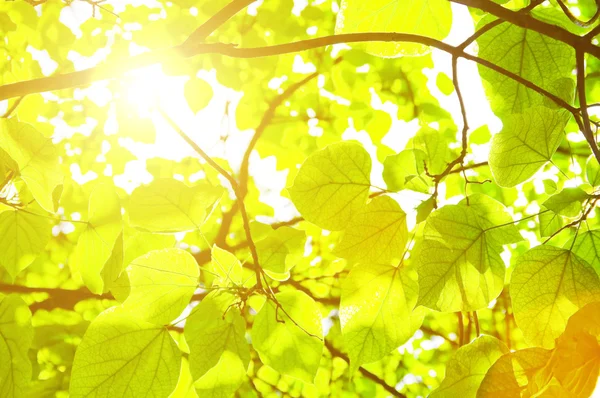 Green leaves — Stock Photo, Image