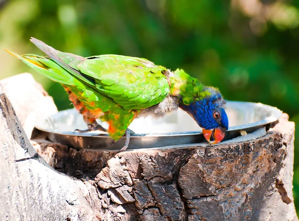 Duha lorikeet — Stock fotografie