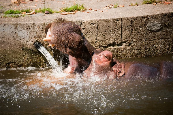 Flodhästar i vatten — Stockfoto