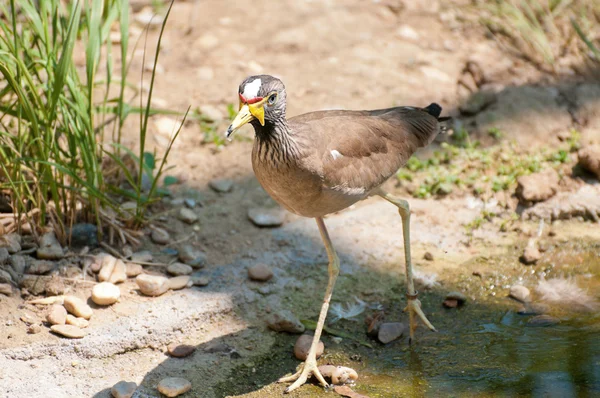 Burhinus capensis — Foto de Stock