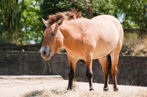 Przewalski's Horse — Stock Photo, Image