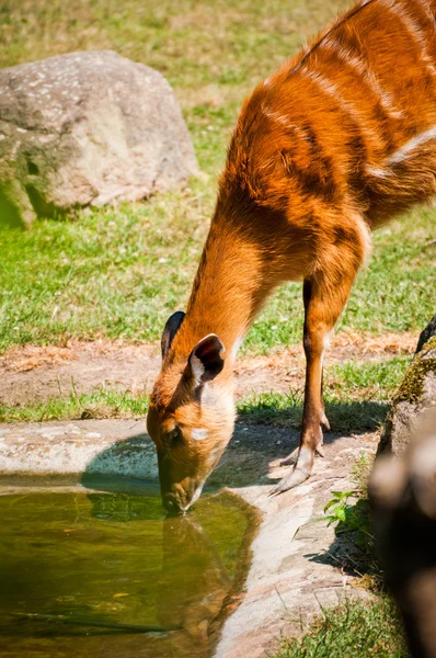 동물원에서 sitatunga — 스톡 사진