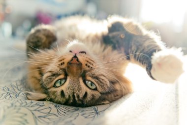 yatakta yatarken kedi