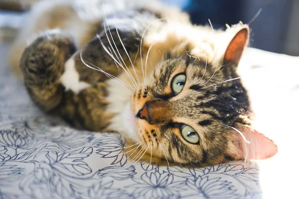 Katze liegt auf Bett — Stockfoto