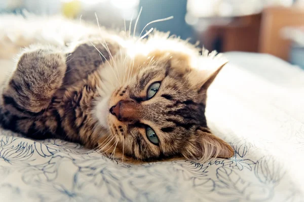 Gato gris — Foto de Stock