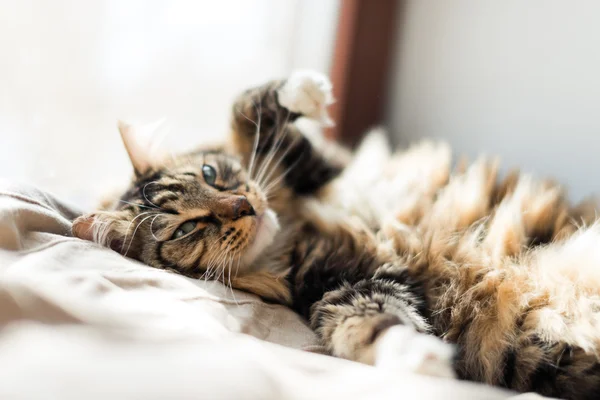 Gato acostado en la cama — Foto de Stock