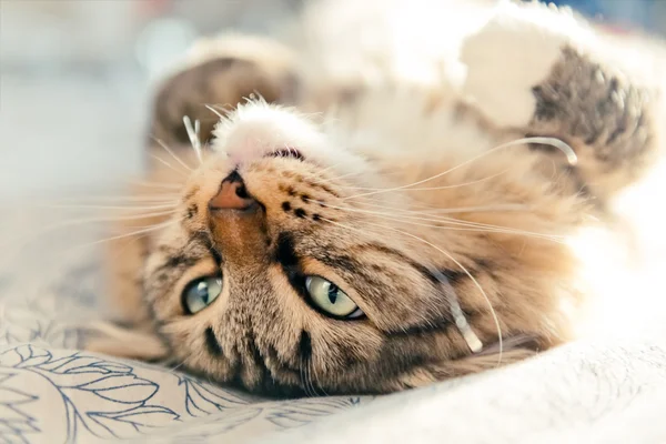 Gatto sdraiato sul letto — Foto Stock