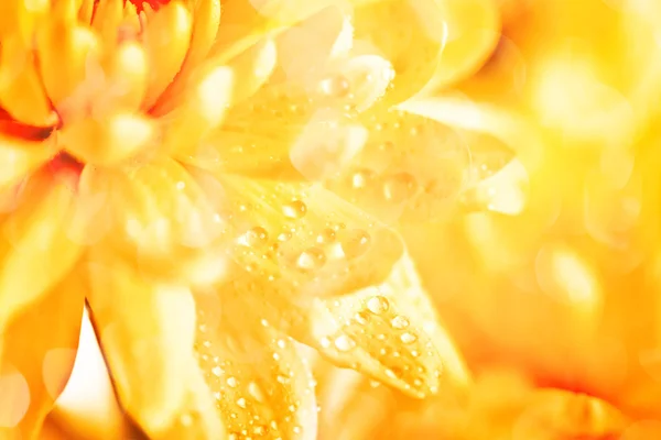 Gele bloem aster — Stockfoto