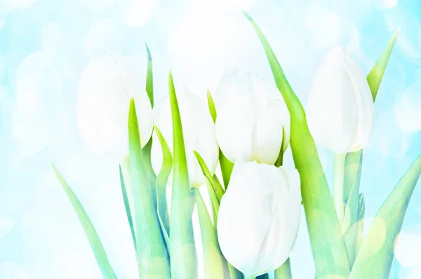 Tulipanes blancos — Foto de Stock